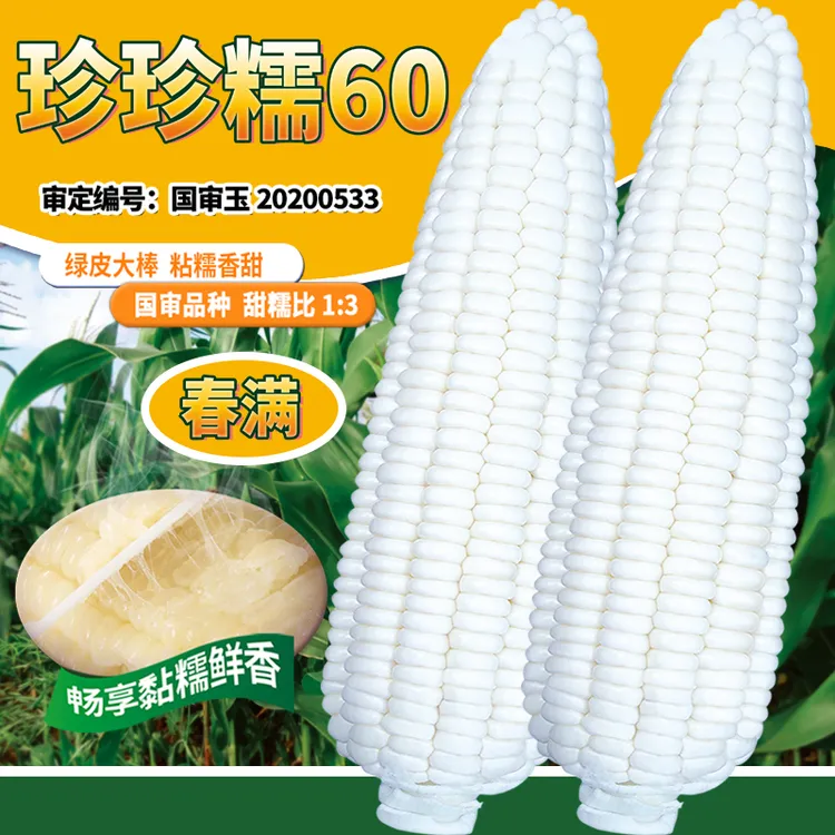 白甜糯玉米种子国审大棒甜加糯玉米种籽大全春季播种春满玉米种子