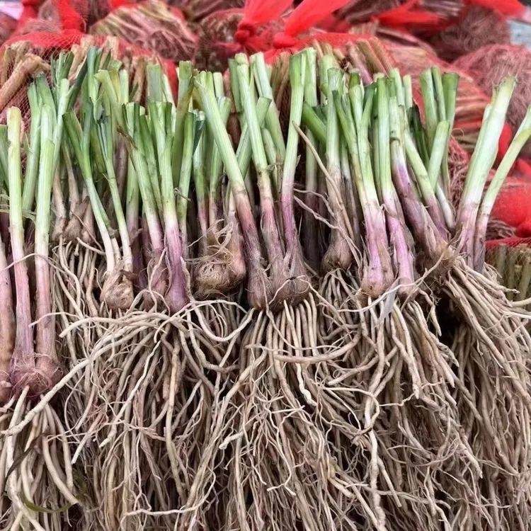 韭菜根苗紫根现挖紫红根新韭菜根籽苗阳台盆栽种菜四季绿色蔬菜苗
