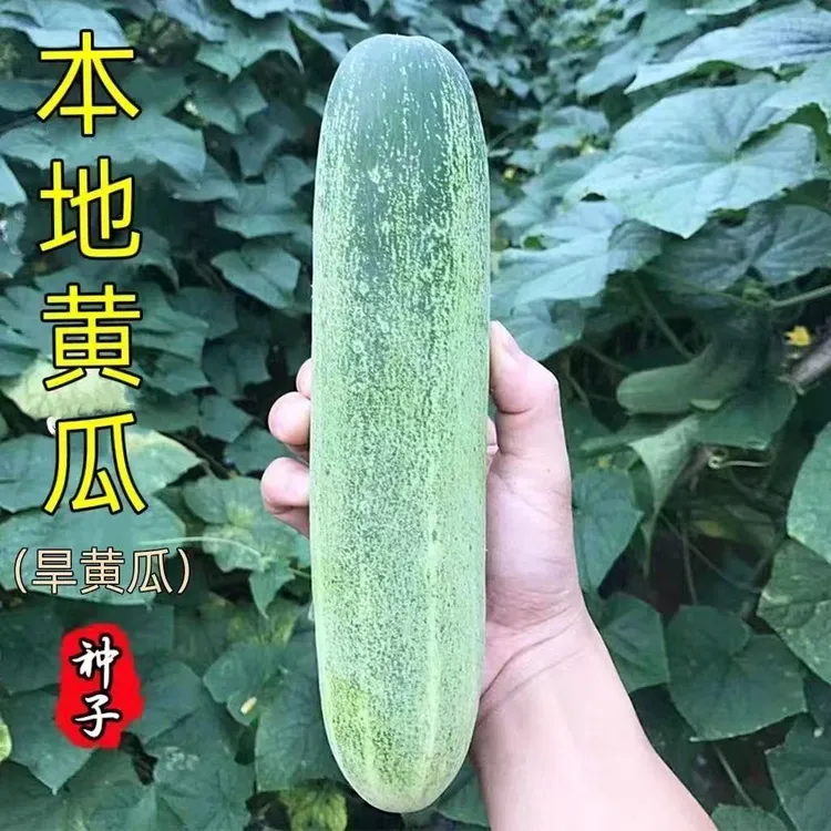 本地王黄瓜种子水果青瓜脆秋瓜种籽旱黄瓜老品种新鲜水果黄瓜优质