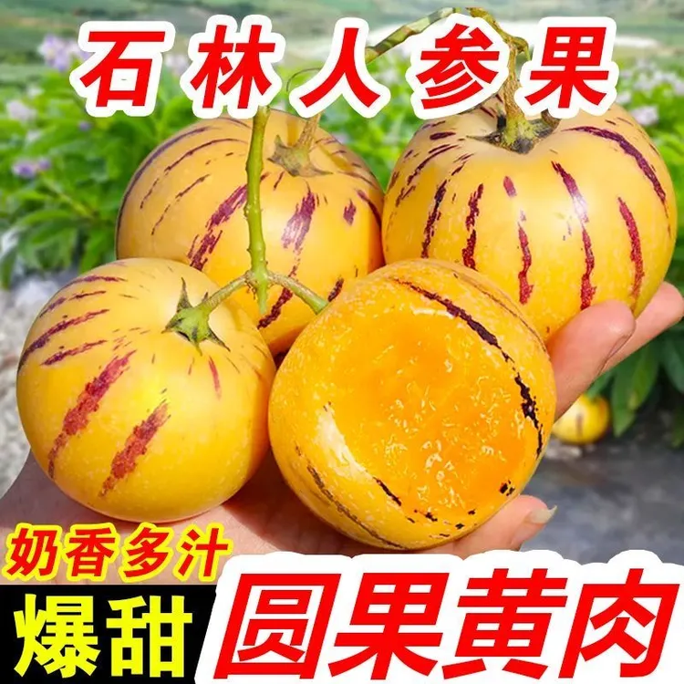 人参果特果大果中果小果树上自然成熟黄果采摘发货