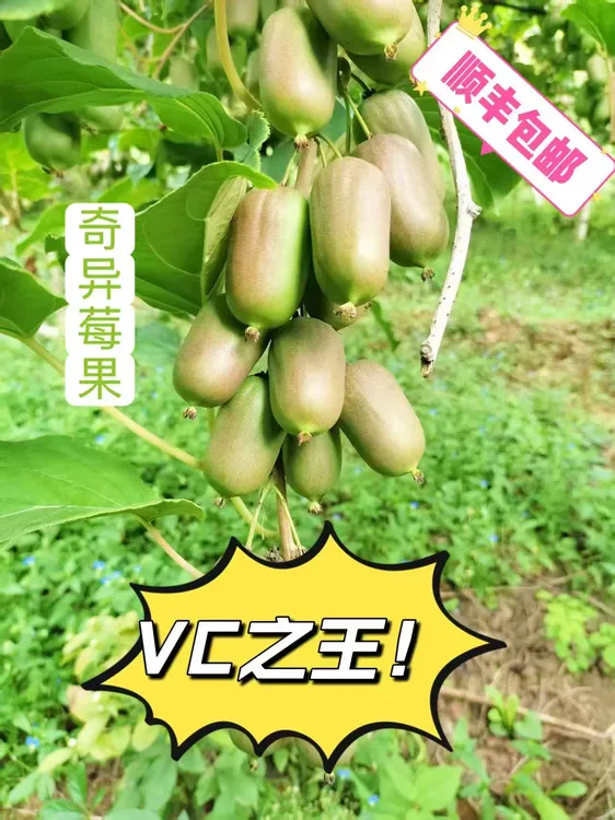 软枣猕猴桃《顺丰包邮》(佩斯)