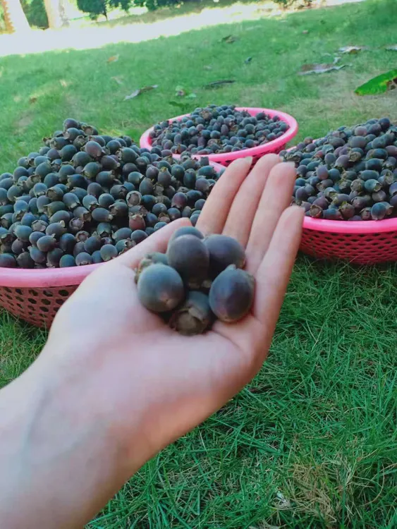 顺丰发货新鲜干货山捻子桃金娘子果多尼岗捻子