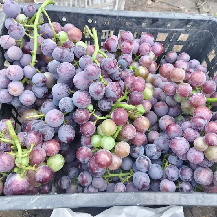 农家土葡萄自然成熟有籽无催熟果园现摘现发新鲜多汁孕妇水果包邮