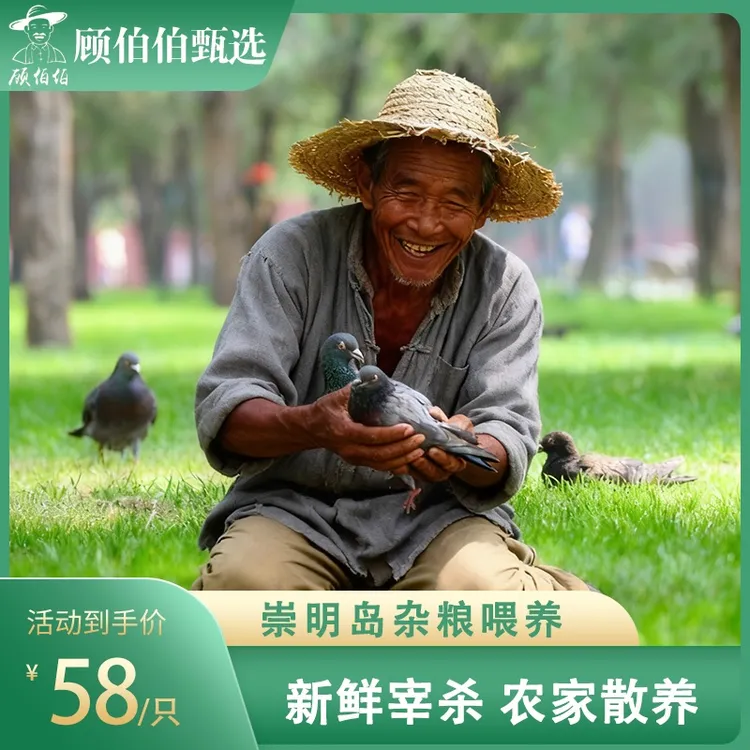 农村散养鸽现杀现发