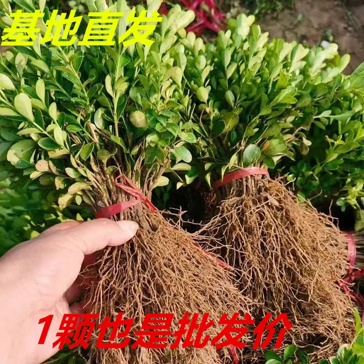 基地直发小叶黄杨苗瓜子黄杨苗工程苗庭院绿篱苗耐旱耐寒篱笆苗