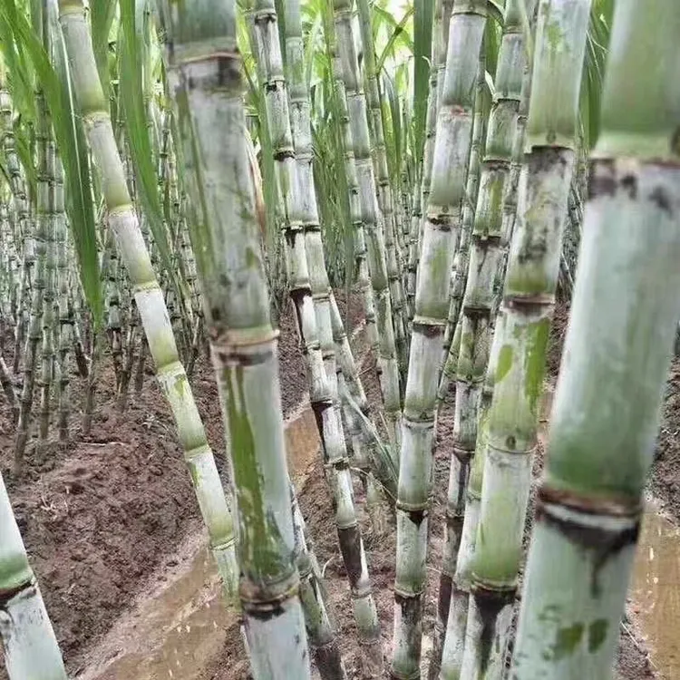 【钵钵哥专属】自家甘蔗新鲜当季水果现发应季脆甜多汁杆果包邮