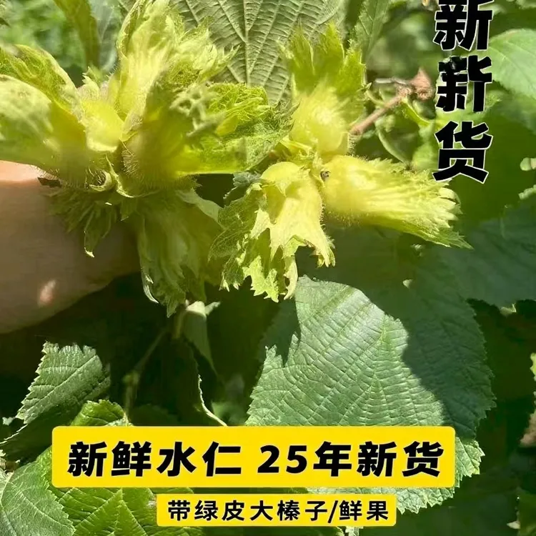 东北达维大榛子，极兔净重5斤包邮，个别空壳和黑皮正常介意勿拍