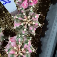 18-0118粉钻泰国发货多肉