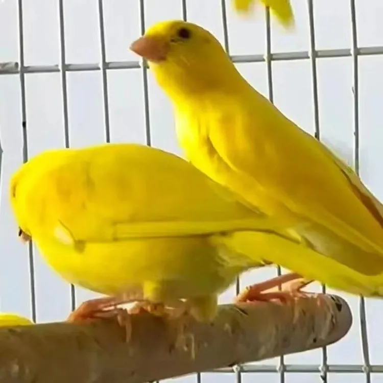 芙蓉鸟蜡黄扬州黄玉鸟活体听叫繁殖