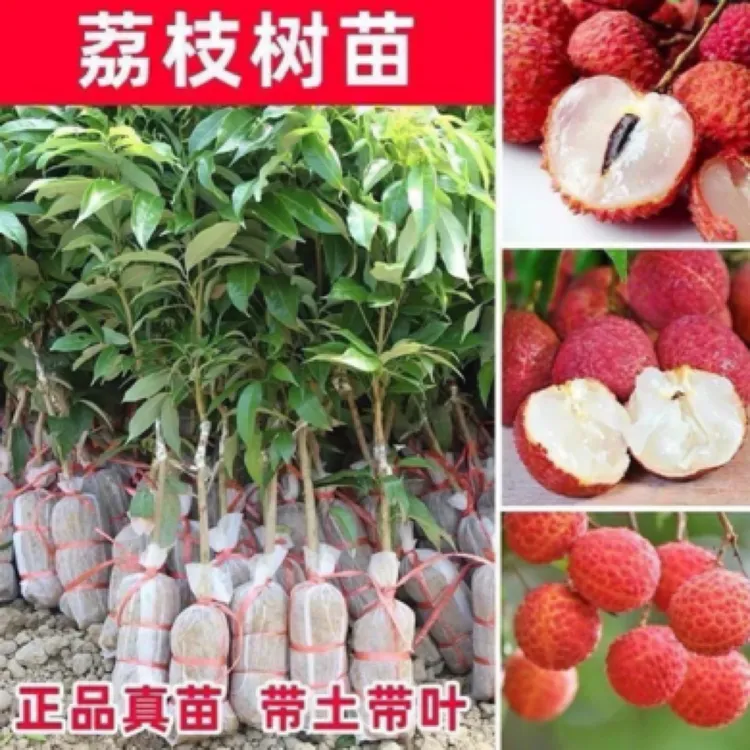 荔枝树接嫁苗易活带土带叶南北可种植无核荔枝当年结果可盆栽地种