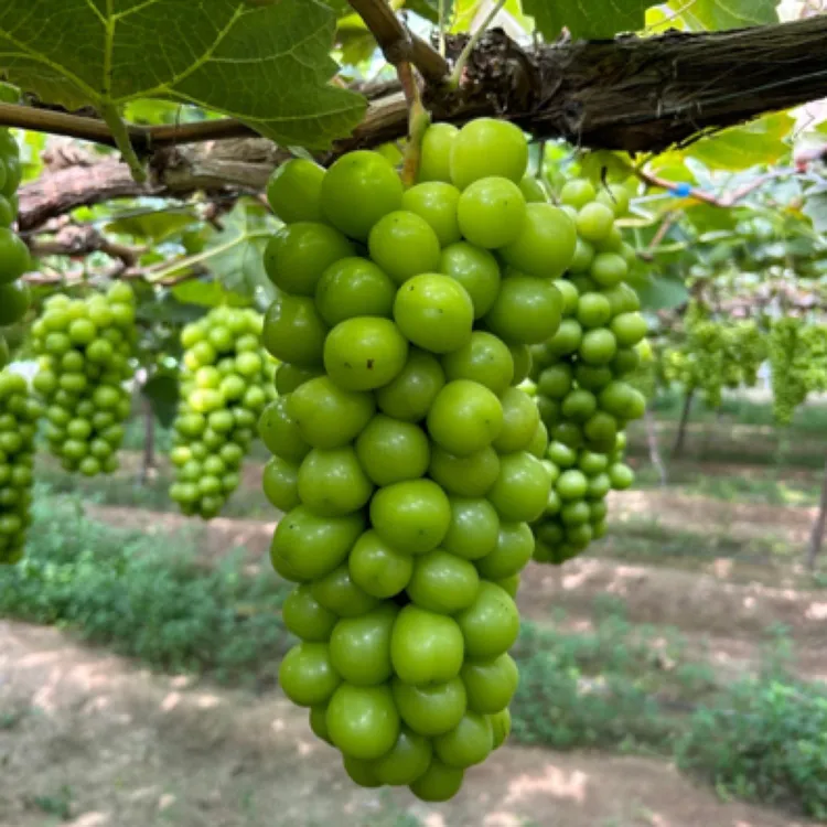 【顺丰包邮】现摘阳光玫瑰晴王串果，精选大果，现摘现发可提供监控