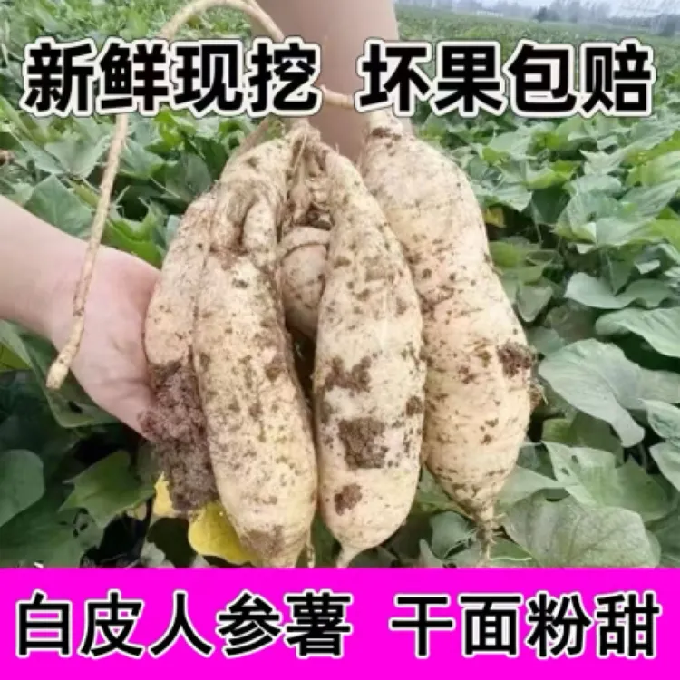 【坏果包赔】白皮人参薯白心板栗薯红薯新鲜现挖白皮白心板栗薯番薯