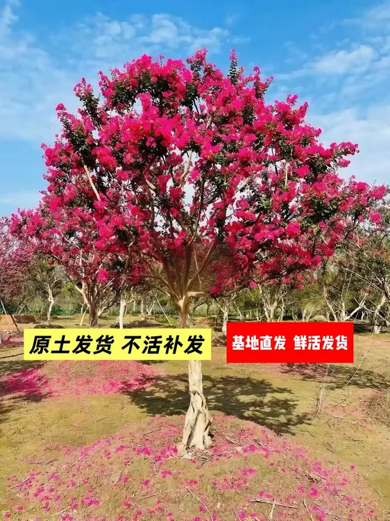 基地直发小叶川红老紫薇树绿植