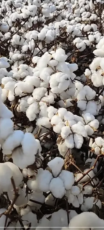 棉无敌金农棉518棉花，(一袋260克)