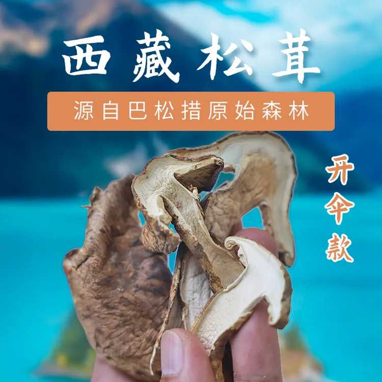 西藏深山带皮松茸干片滋补煲汤食材巴松措产区