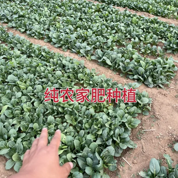 纯农家肥种植的油菜不做假必须好吃4斤
