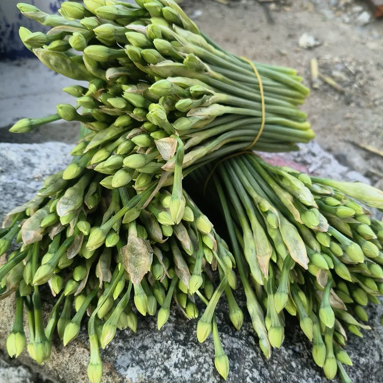 福建漳州水仙花鲜切花基地新鲜采摘水培鲜花绿植