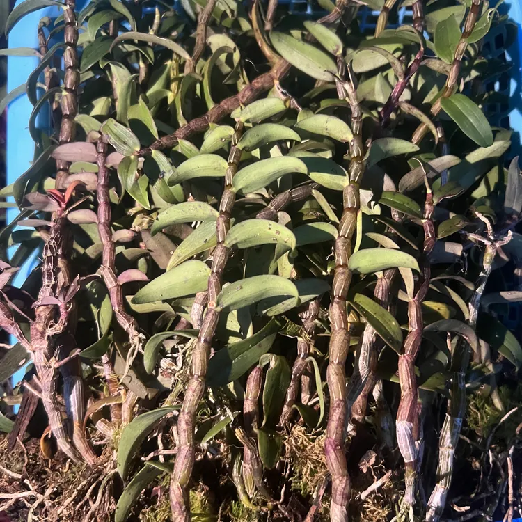 仿野生态铁皮 无人管理 苗子细短 生态健康 数量不多 全部清仓