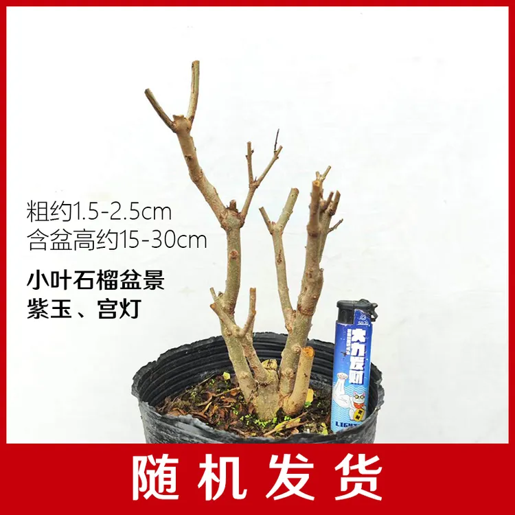 小叶石榴盆景紫玉宫灯开花结果植物原盆原土发货