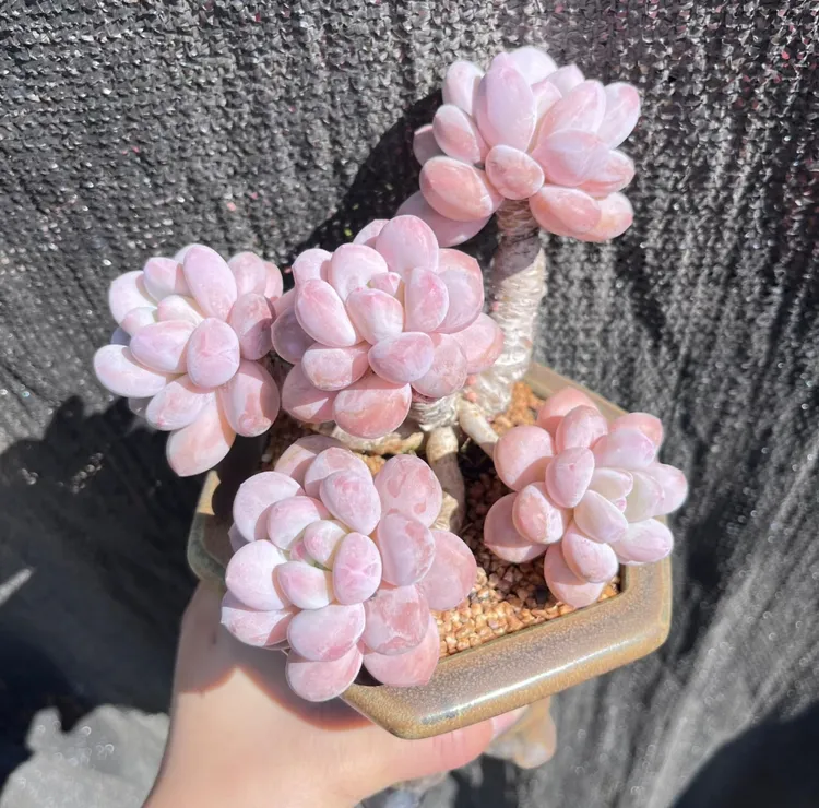 粉雾多肉植物单头橙子好养室内绿植阳台花卉办公室好养老桩易缀化