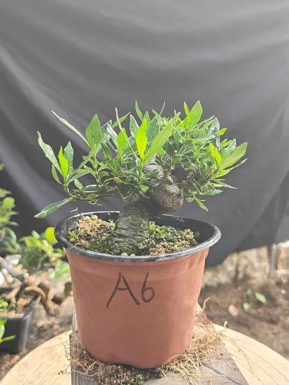 喜黛玉栀子花，造型独特，基础非常好！