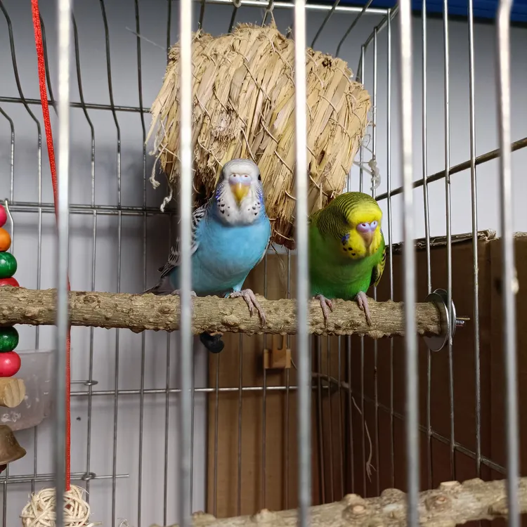 花椒木鸟站杠磨牙玄凤鹦鹉站架八哥站杆防滑透气鸟站杆鸟笼虎皮