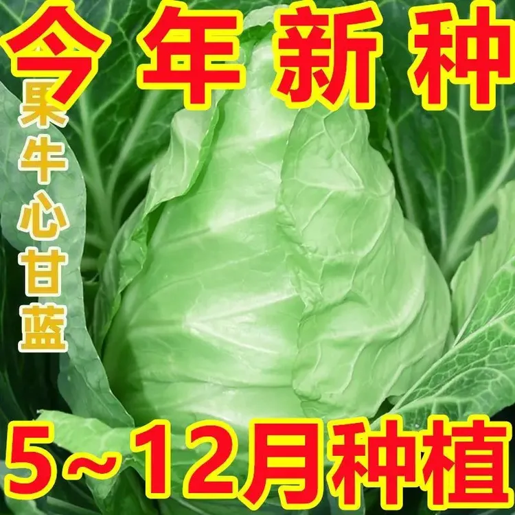特大牛心甘蓝苗秧苗春秋种植耐热耐寒四季蔬菜种苗白菜四季包菜苗
