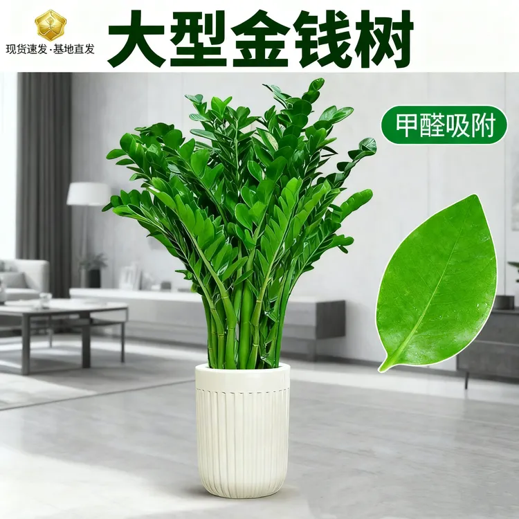 大型金钱树绿植盆栽室内高级感送礼必备客厅阳台办公室净化空气
