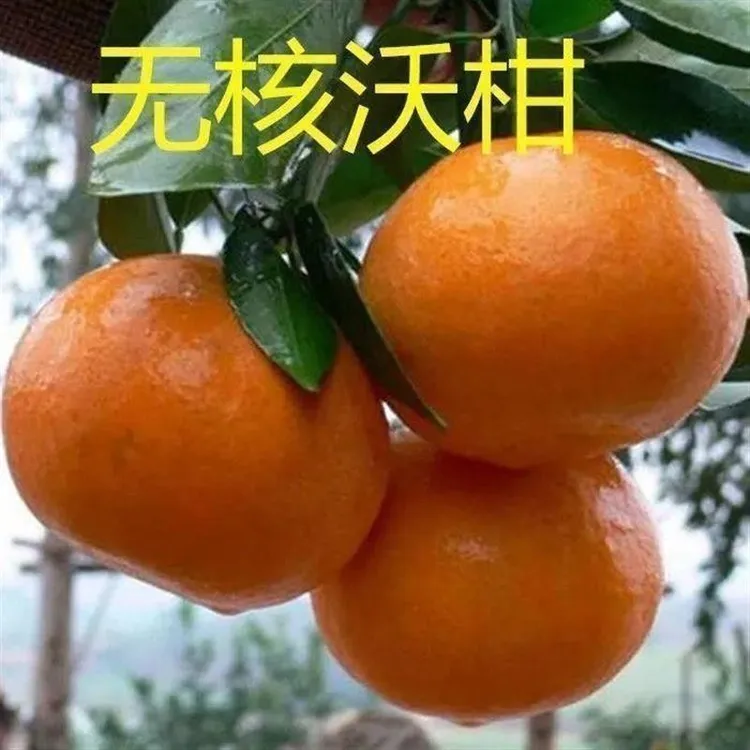 正宗嫁接广西沃柑树苗无核沃柑橘子苗盆栽地栽结果苗桔子树苗