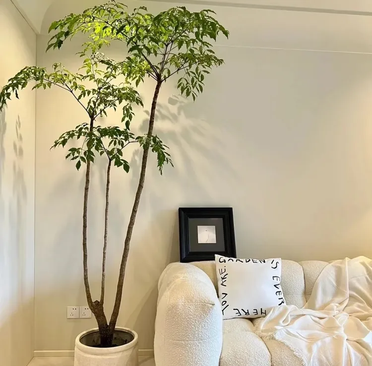 幌伞枫原生幸福树绿植室内客厅大型植物盆栽老桩懒人落地大型绿植