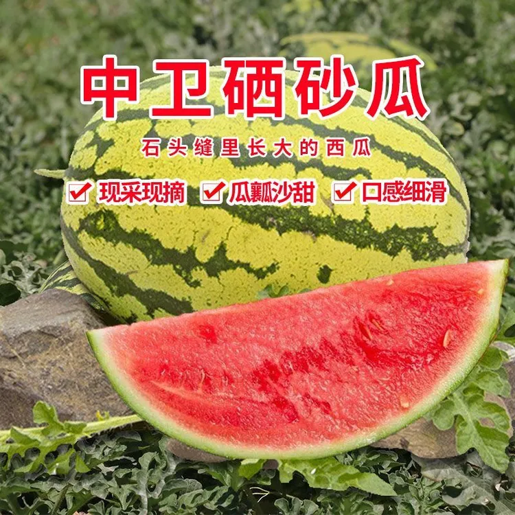 正宗宁夏中卫香山石头瓜干旱地区特色水果