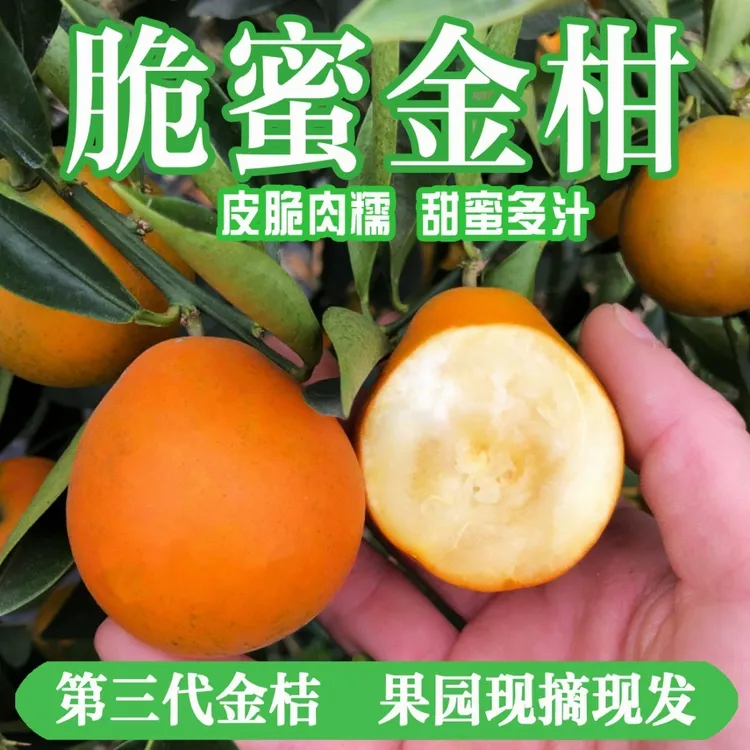 【第三代】融安脆蜜金桔金柑纯甜金桔新鲜带皮吃孕妇水果现摘现发商品图