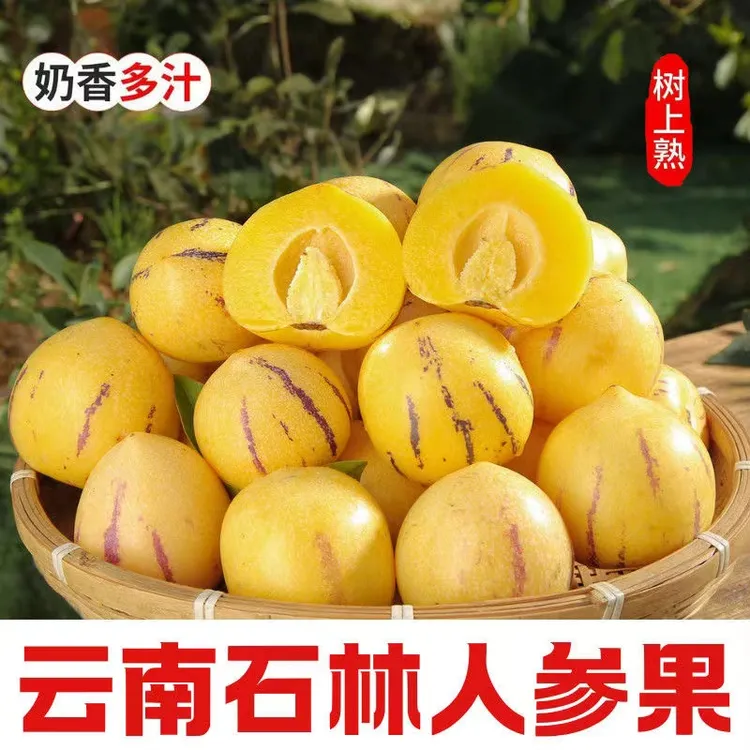 中果云南人参果树上熟黄肉圆果果当季新鲜清甜多汁低糖水果