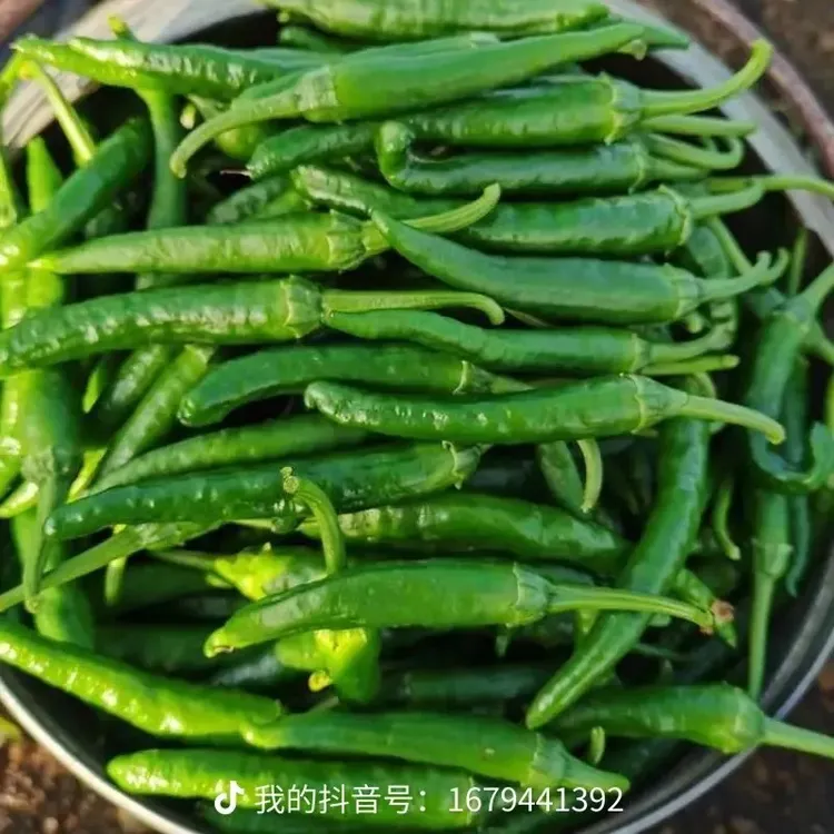 樟树薄皮小青椒小辣椒新鲜现摘现发香辣软糯湖南品种辣椒