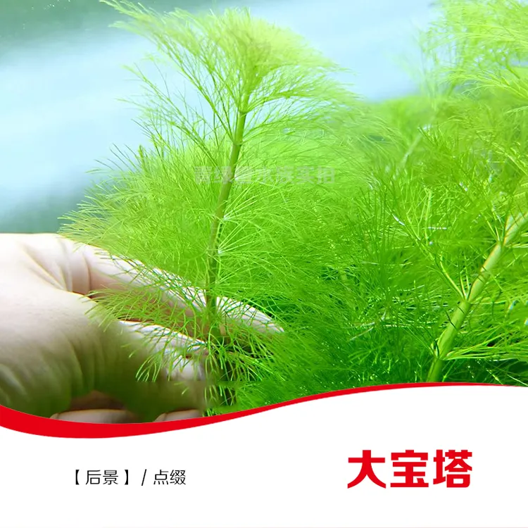 L宝塔鱼缸草缸造景真水草自养水下叶大宝塔小宝塔后景水草
