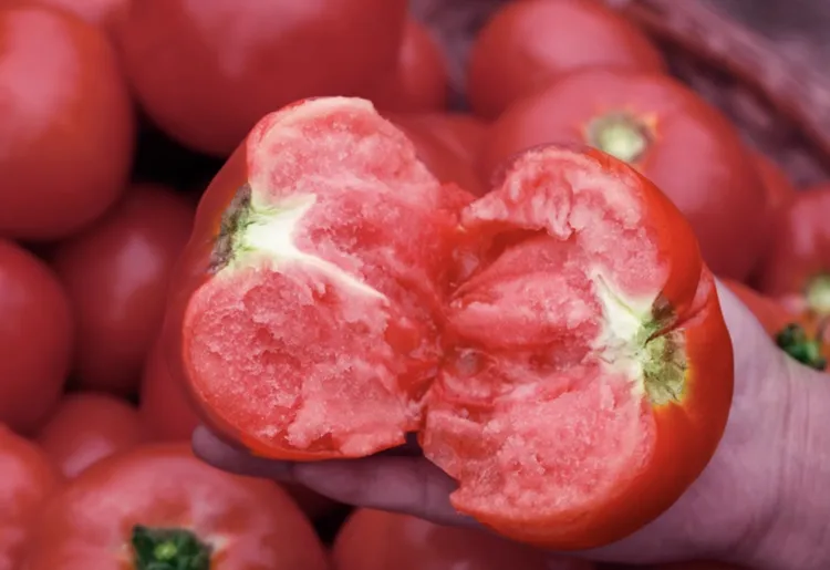 【顺丰包邮】苏北农家西红柿5斤装