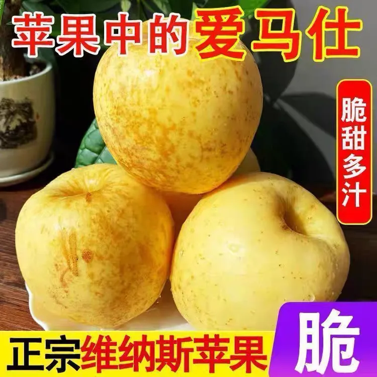 黄金维纳斯苹果新鲜水果正宗当季整箱甜奶油苹果山东孕妇烟台时令