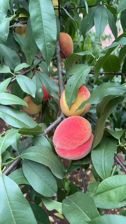 四川宜宾每天早上新鲜现摘现发农户自种脆桃脆甜可口