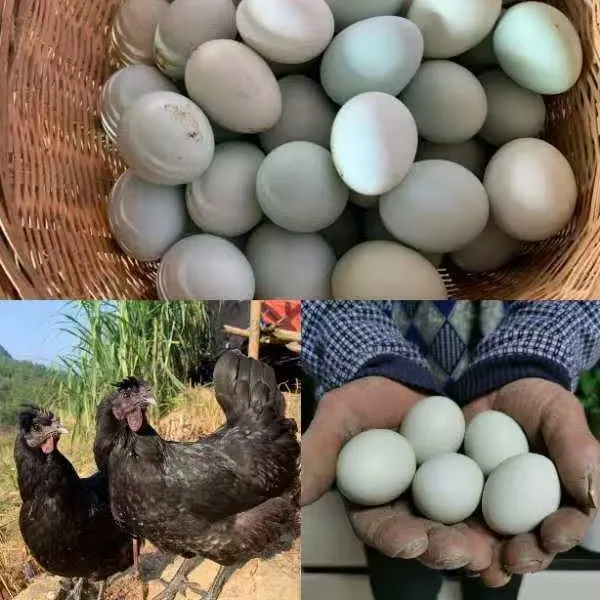 高山散养芦花鸡蛋无抗无药残