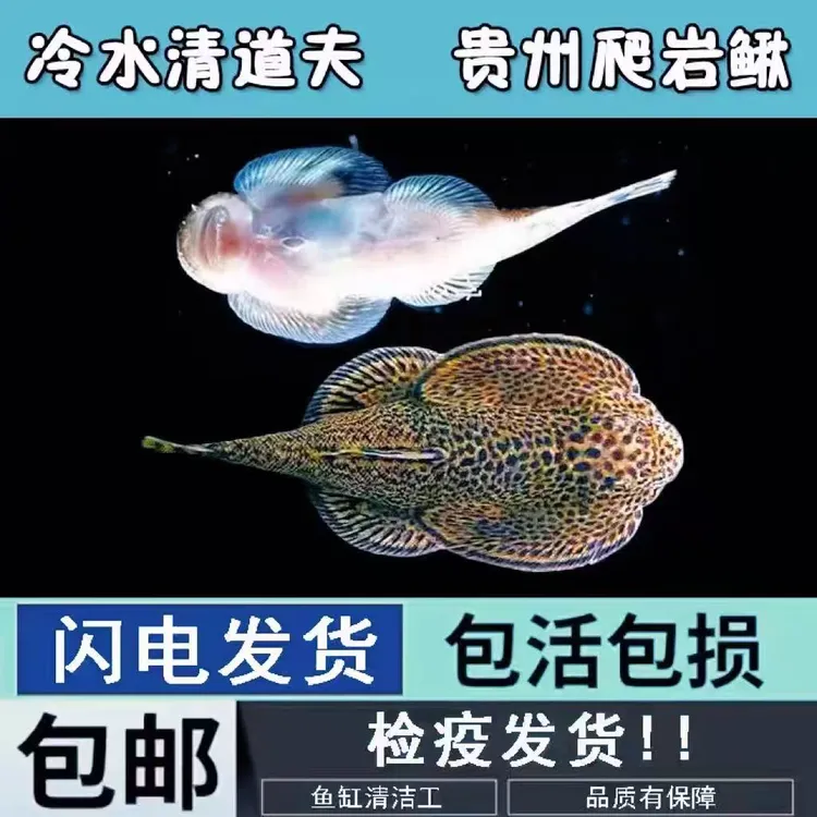爬岩鳅冷水鱼除藻小型鱼蝶尾小鱼缸清道夫耐活冷水观赏