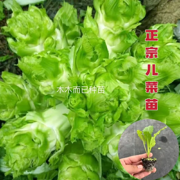 正宗四川儿菜苗娃娃菜秋冬耐寒蔬菜苗红菜苔包菜莲花白莴笋苗