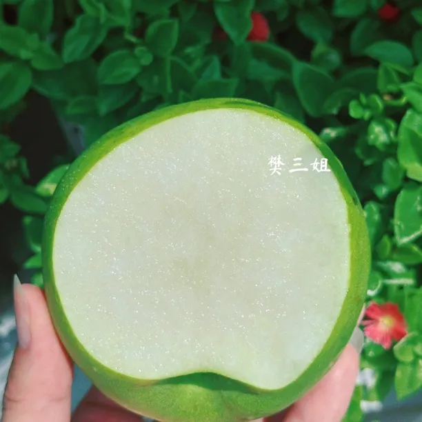 砀山青蜜梨尝鲜款顺丰包邮