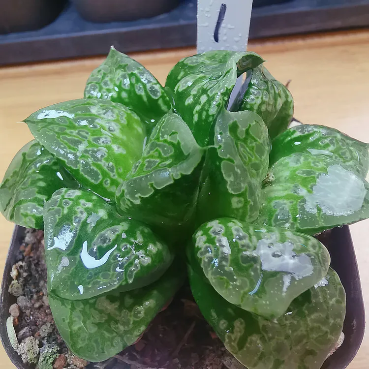 6号.假面舞会一物一拍带盆带土发货十二卷多肉植物10月9日更新