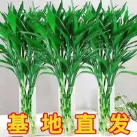 基地精选富贵竹70-80cm水培绿植室内好养易活吸醛净化空气