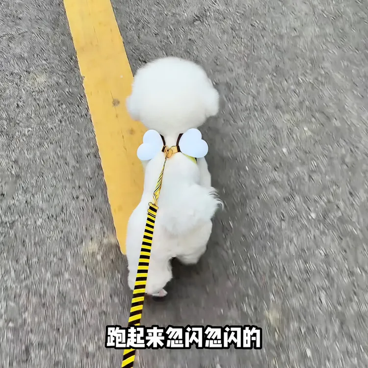 可爱蜜蜂狗狗牵引绳中小型犬专用背心式高颜值胸抱婴袋遛狗宠物用