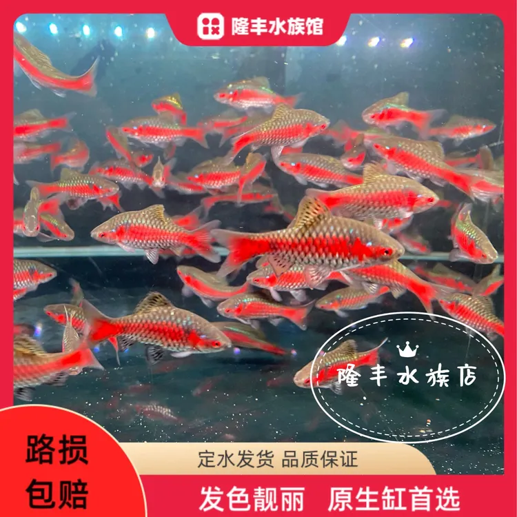 钻石彩虹鲫热带淡水原生小型群游观赏鱼好养易活适合新手