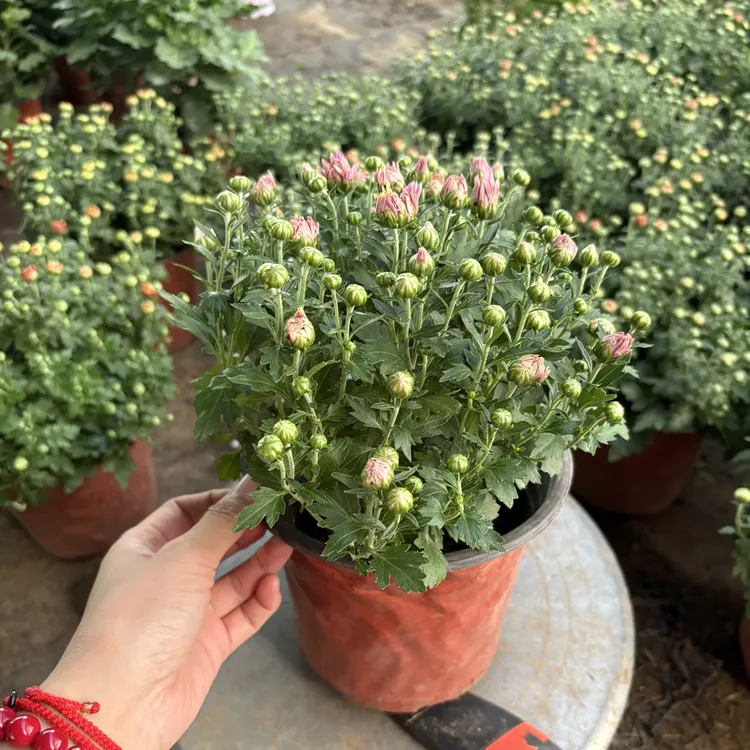 千头菊盆栽耐热好养带花苞室内阳台庭院四季开花花卉植物
