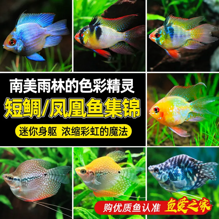 金波子宝蓝球短鲷荷兰凤凰球鱼阿凡达小型热带观赏鱼皮卡丘蓝波子