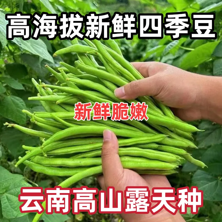 云南四季豆【泡沫箱+冰发货】老品种露天自种农家肥种植现摘现发