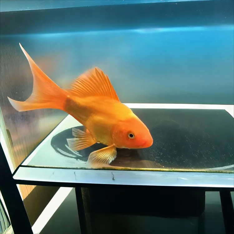 老版红色蝴蝶鲤鱼观赏鱼普身短身好养耐活